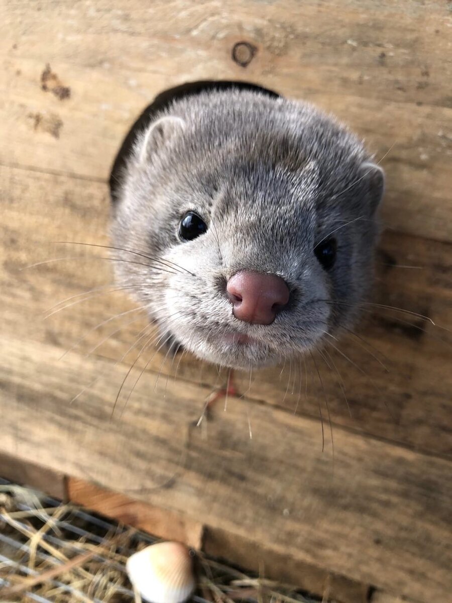 Норка Цезарь в своём домике в вольере 