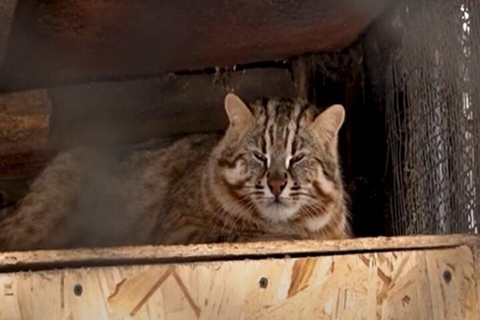     В Чите жители воруют кошку, принимая ее за манула. Фото: ЗРТК