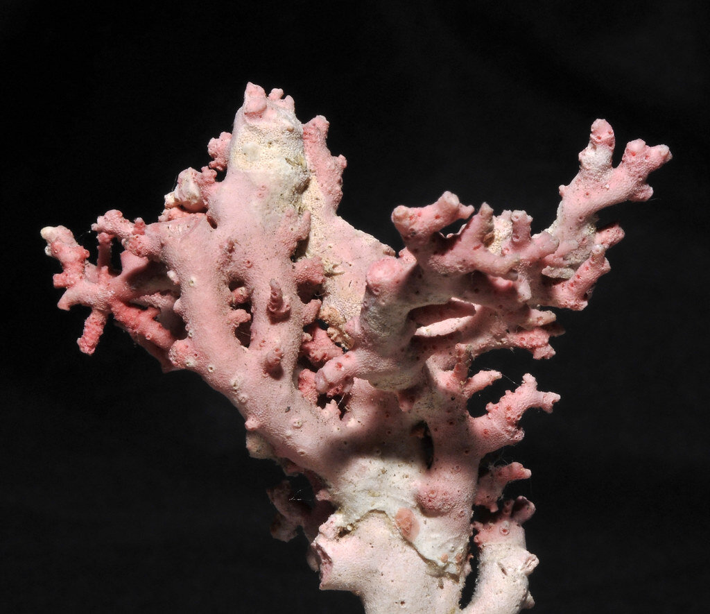 коралл кожа ангела натуральный. коралл кожа ангела. коралл цвет кожа ангела. коралл кожа. антикварные бусы коралл кожа ангела.