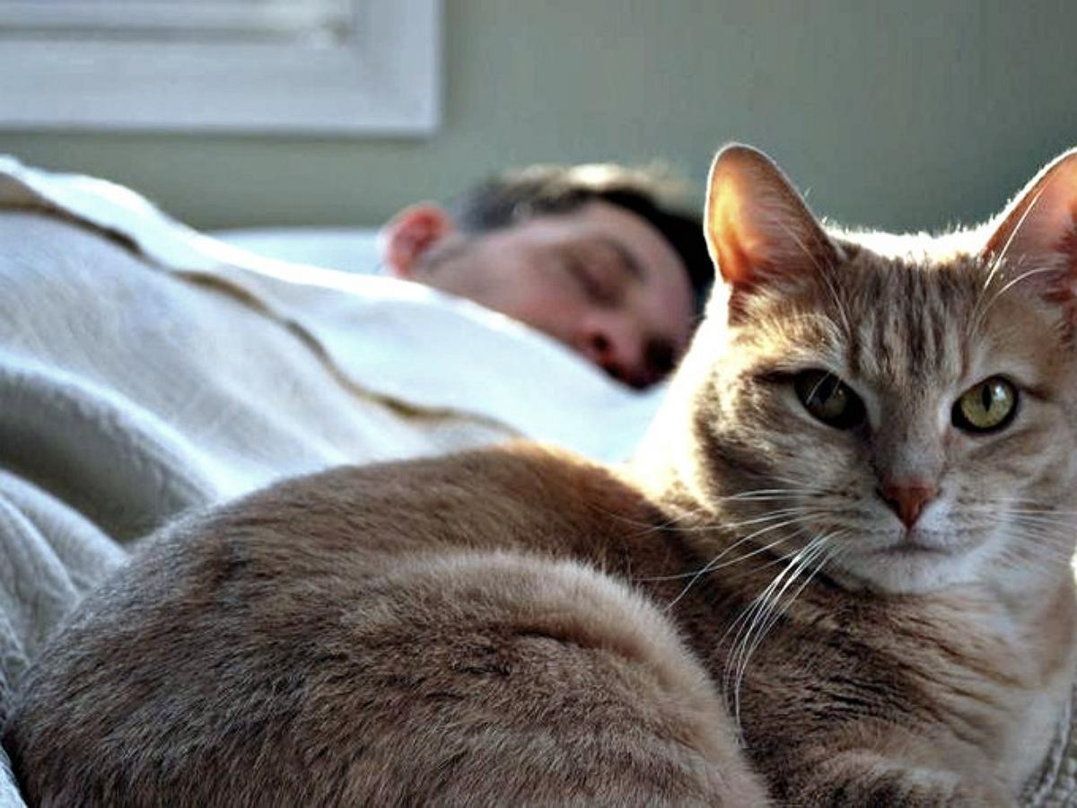 Почему кошка не спит с хозяином