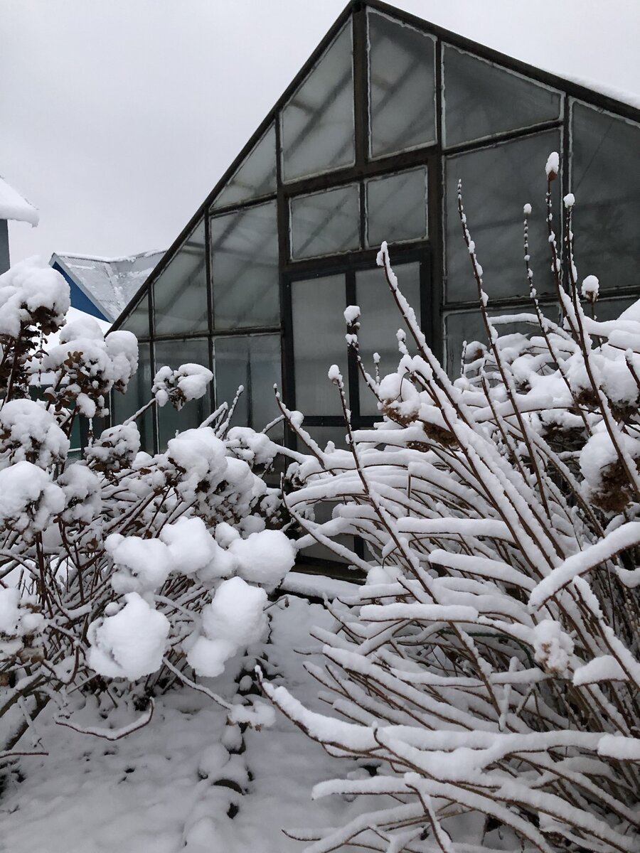 Теплица еще в снегу. Но все таки это март. 