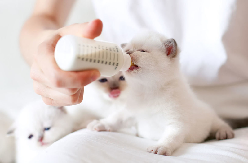 Стоковые фотографии по запросу Children milk cat