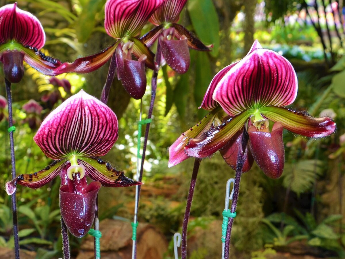 Орхидеи в Таиланде. Фото автора.