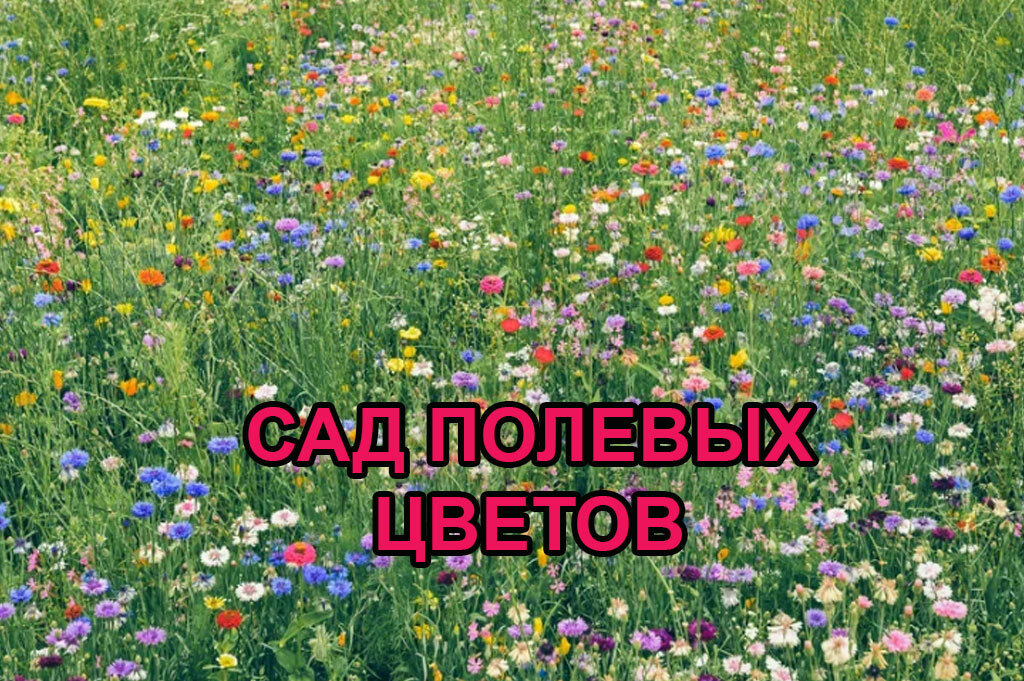 Полевые цветы в саду