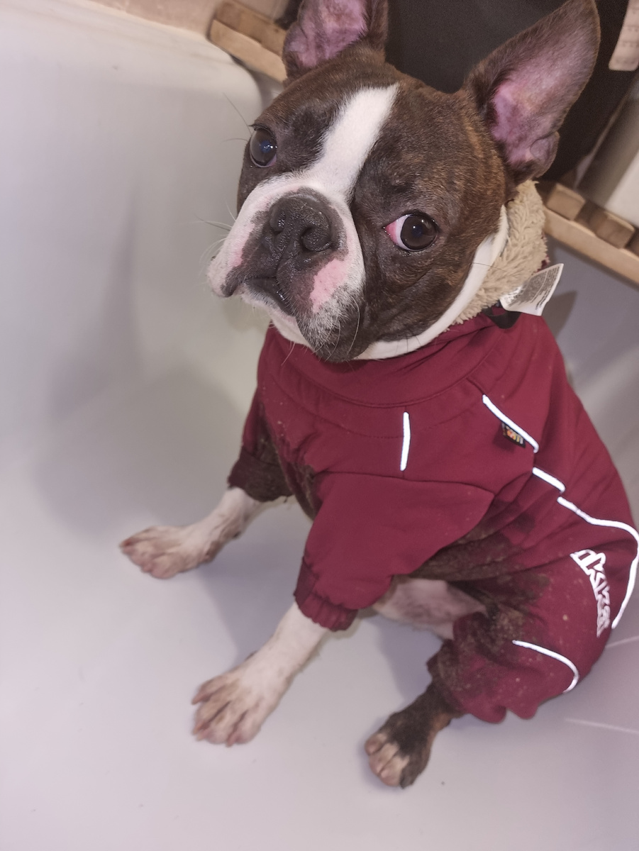 Нест после прогулки