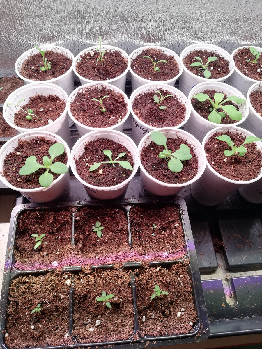 Рядом, в стаканчиках-гвоздика Шабо, в кассете-вербена. Здесь уже 2 недели, после пикировки. 