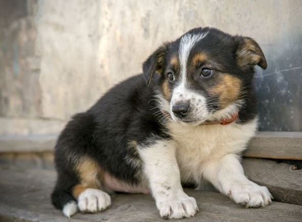      Щенок дворняги