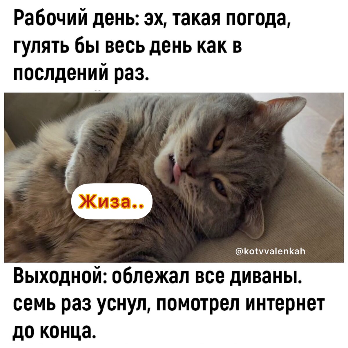 Мемы 1 апреля и дурацкий опрос 😸 | Кот в валенках Марсель | Дзен