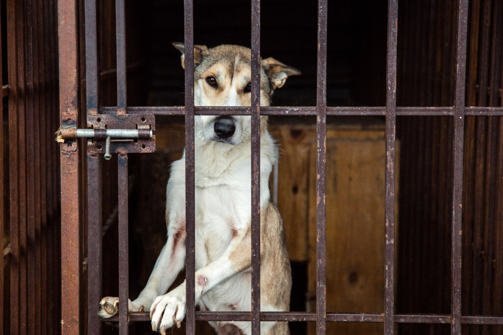    Каким будет первый муниципальный приют для животных в Сургуте