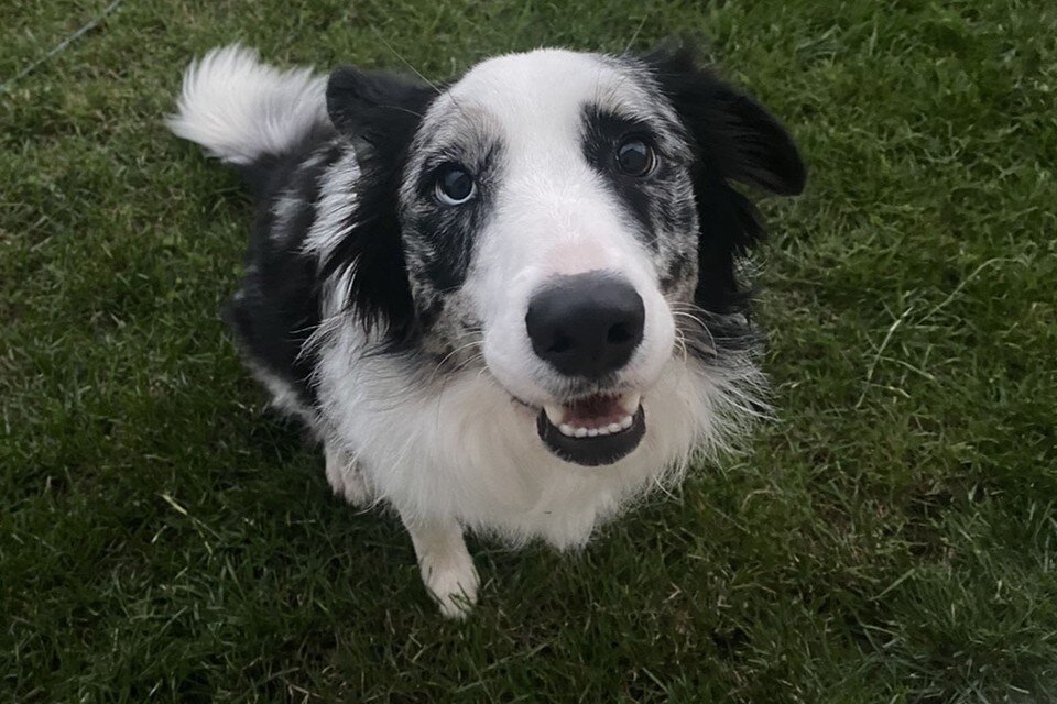     Владелец пса обратился с диагнозом ИИ к другому ветеринару и тот подтвердил его, назначив собаке лечение.