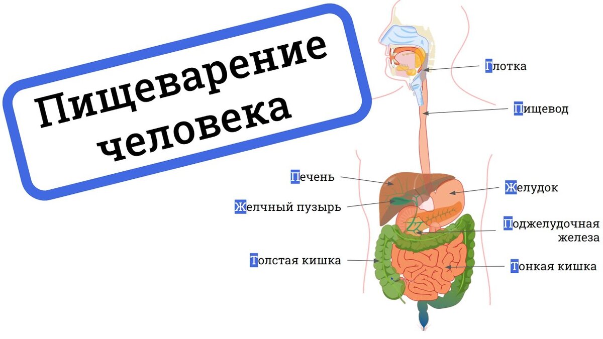 Симптомы дефицита пищеварительных ферментов | Фитнес студия Олега Журавлева  | Дзен