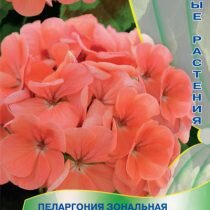 Пеларгония зональная – классический выбор садоводов