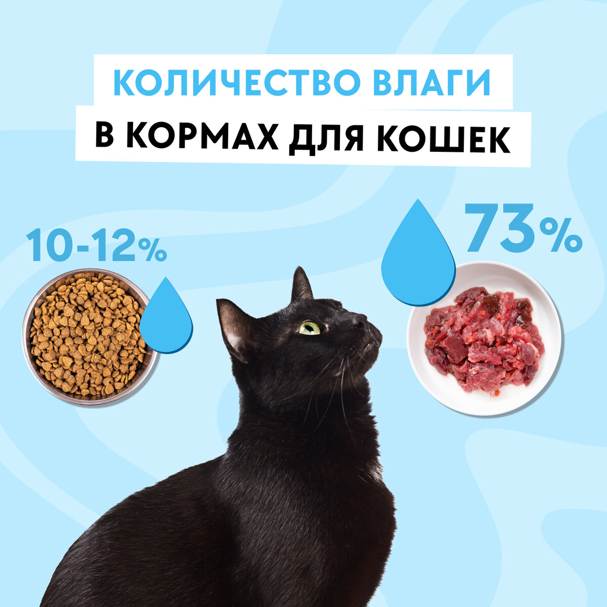 Почему на натуральном питании кошки пьют меньше жидкости или почти не пьют  ее | Натуральный корм для собак и кошек | Дзен