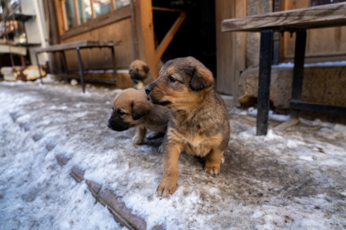    Приют «Валента» переезжает из Владимира в сельскую местность