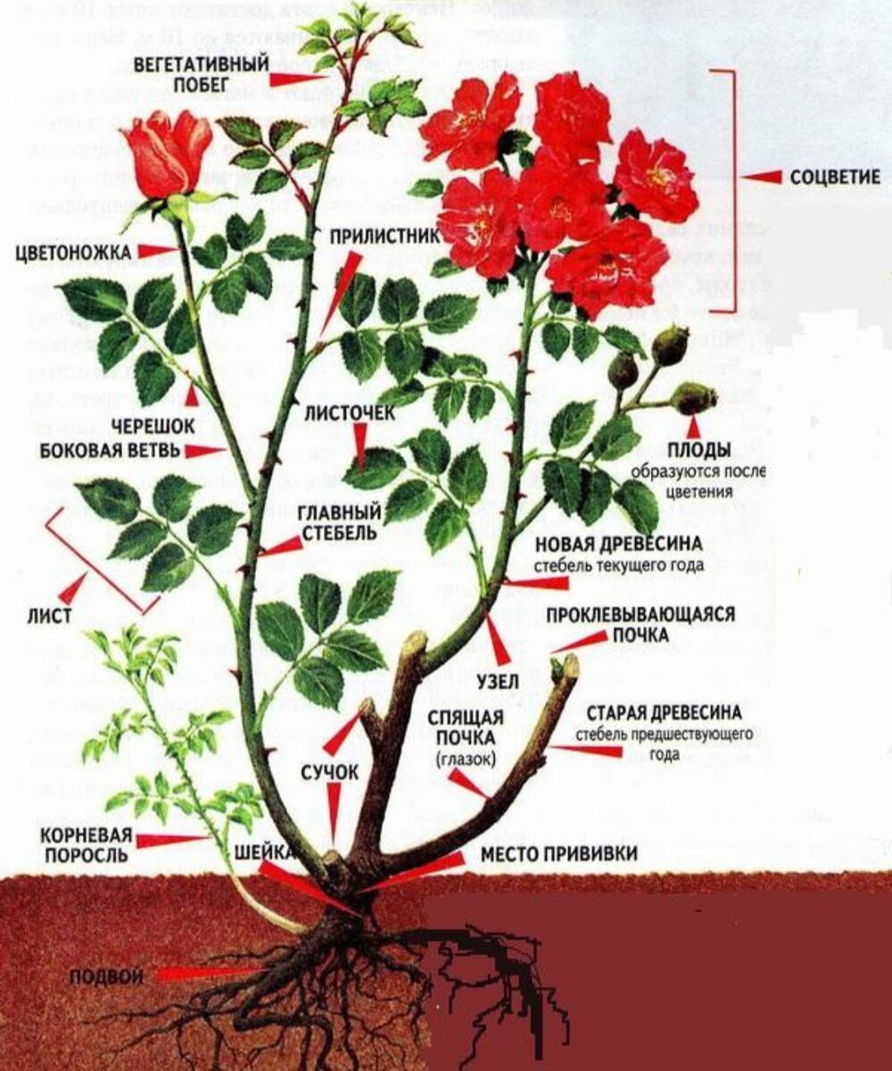 Рисунок шиповника биология 5 класс