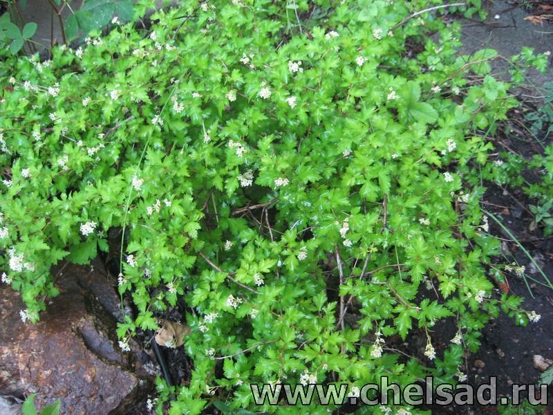 Стефанандра надрезаннолистная - фото из моего сада, на фото логотип моего сайта: http://chelsad.ru/index.php/dekorativnye-kustarniki/287-stefanandra