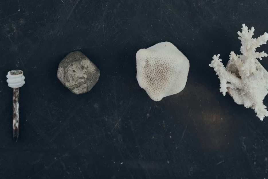     Стартап нашел способ быстро восстановить коралловые рифы