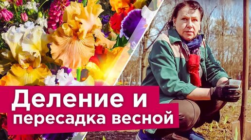 Что я делаю с ирисами весной для пышного цветения? Деление, пересадка, подкормка ирисов в апреле