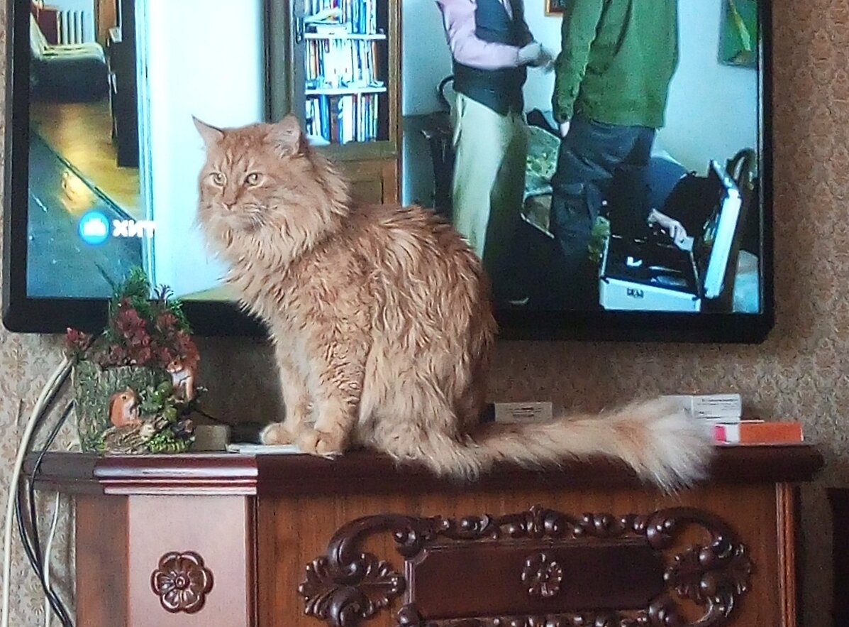 Яша. Фото: Hodulin.andrei-1404