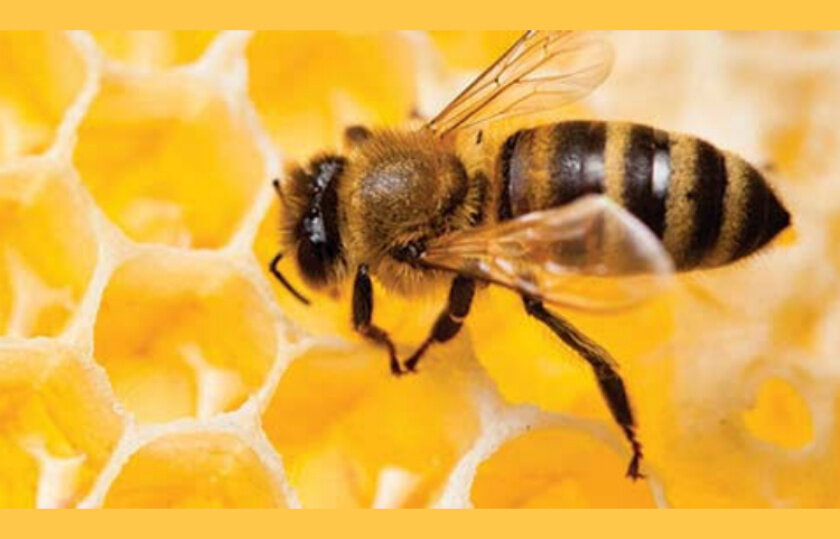 польза маточного пчелиного молочка