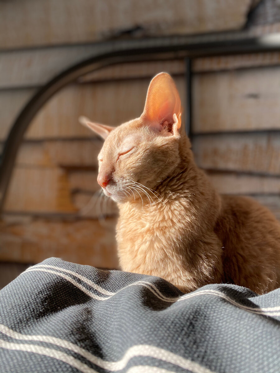 Фото автора. Сколько тепла нам дарят животные, и сколько пустоты образуется, когда они нас покидают 