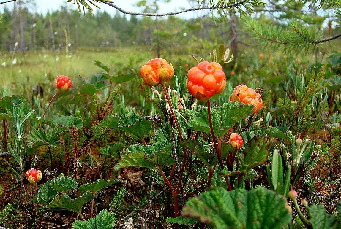 Морошка Болотная