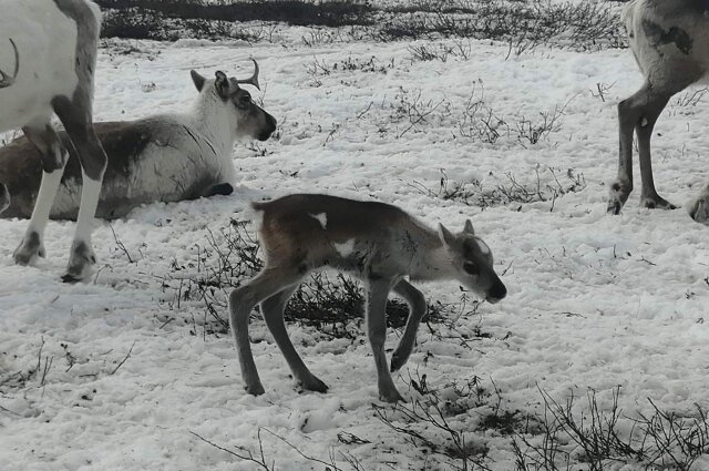    Сейчас оленёнок осваивается среди сородичей перед марш-броском. Фото: личный архив/ Иван Сакал