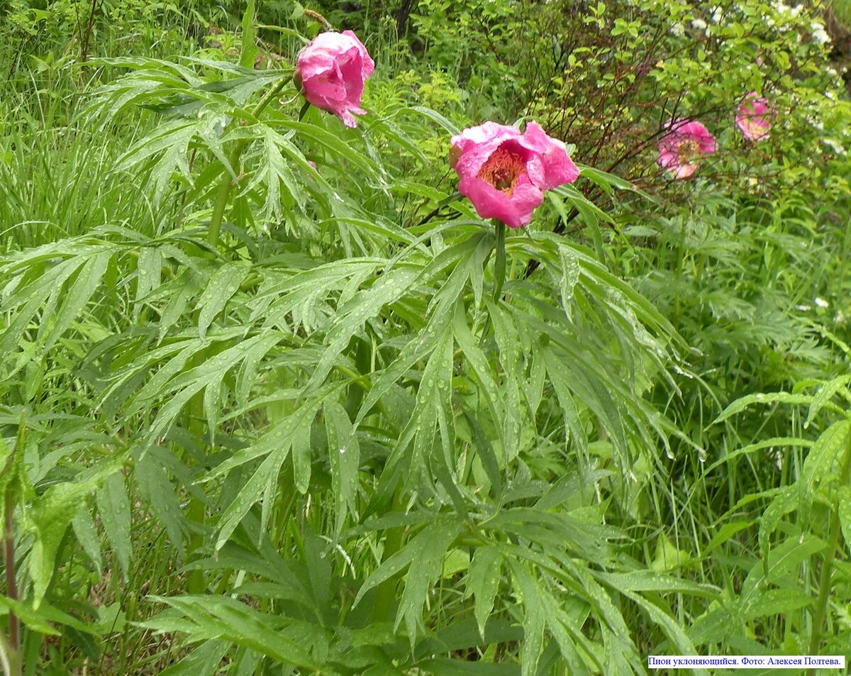 Пион уклоняющийся. Фото: Алексея Полтева