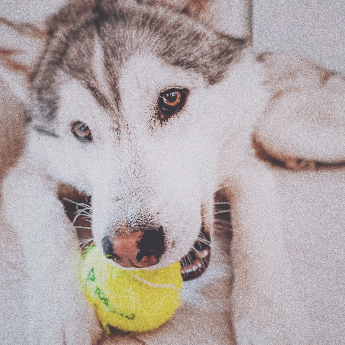 Не банан, зато желтый:) Из личного архива 