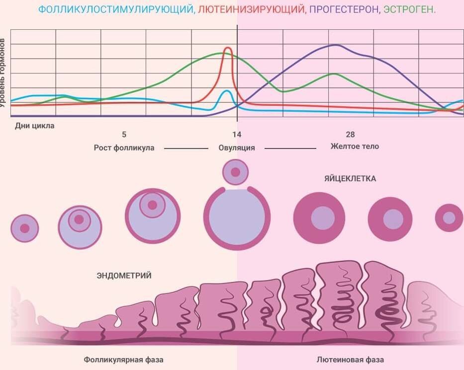 Причины, симптомы и лечение нарушений менструального цикла