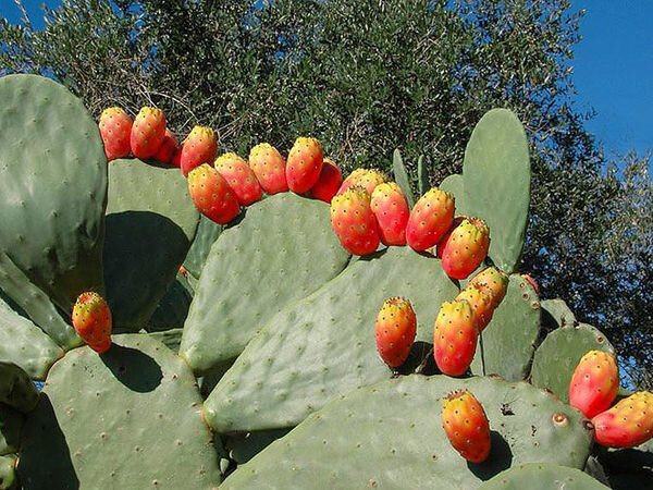 Кактус Опунция (Opuntia).