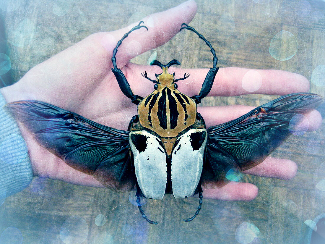 Крылья Жука-Голиафа. Фото взято из открытого источника.