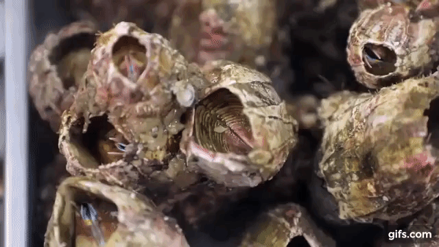 Пикороко. Нажмите на картинку