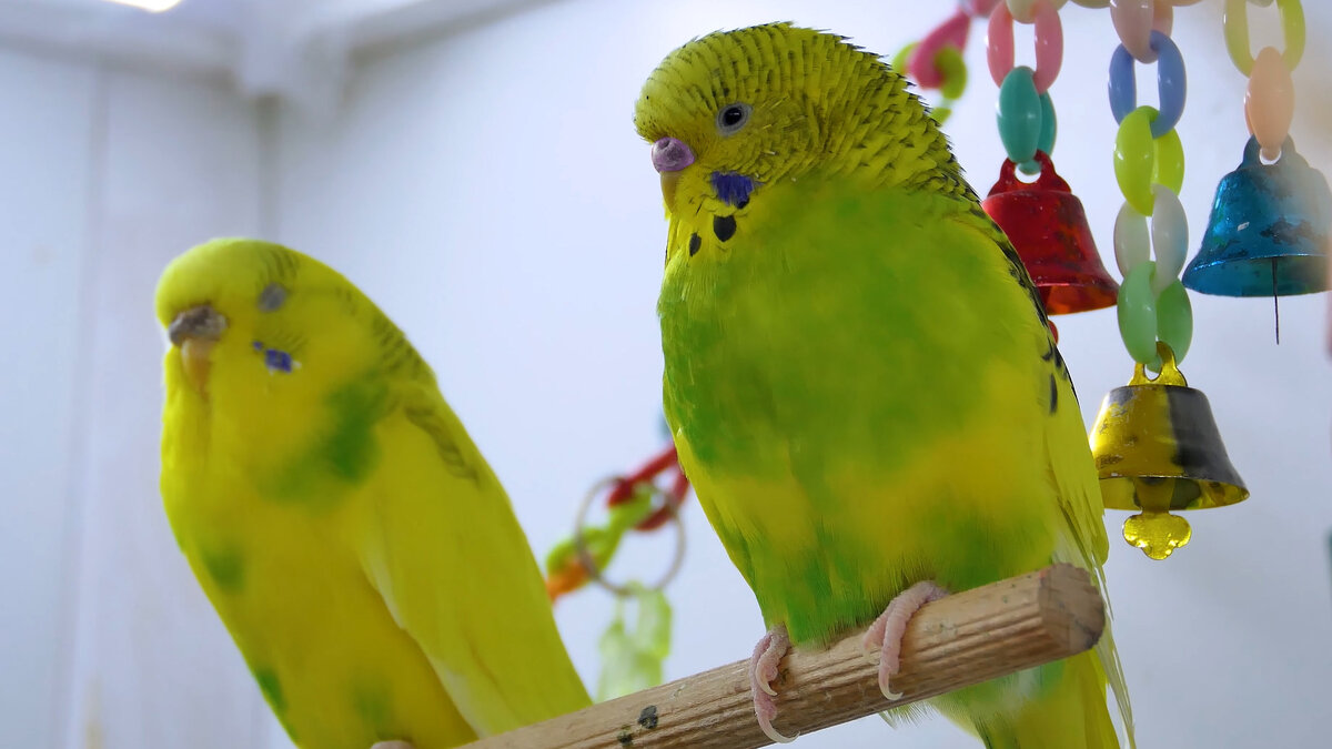 дешёвый попугай за 1 руб. минусы попугаев в квартире. волнистый попугай плюсы и минусы содержания в квартире. клетка для волнистого попугая. минусы волнистых попугаев.