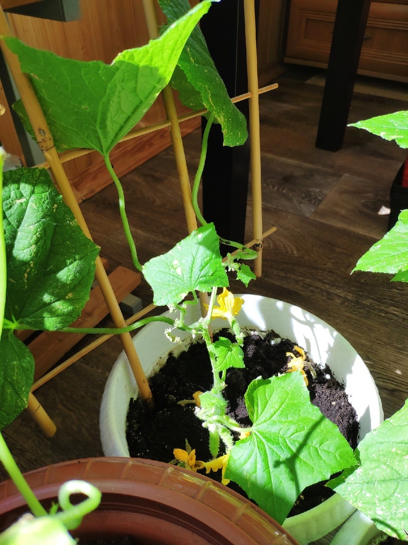 На солнце огурцы начали активно "отходить" и оживляться