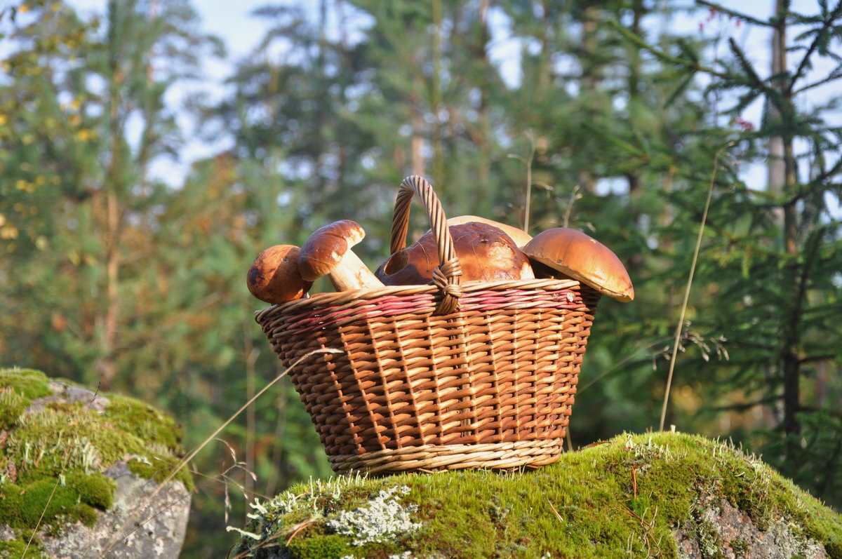 Из открытых источников