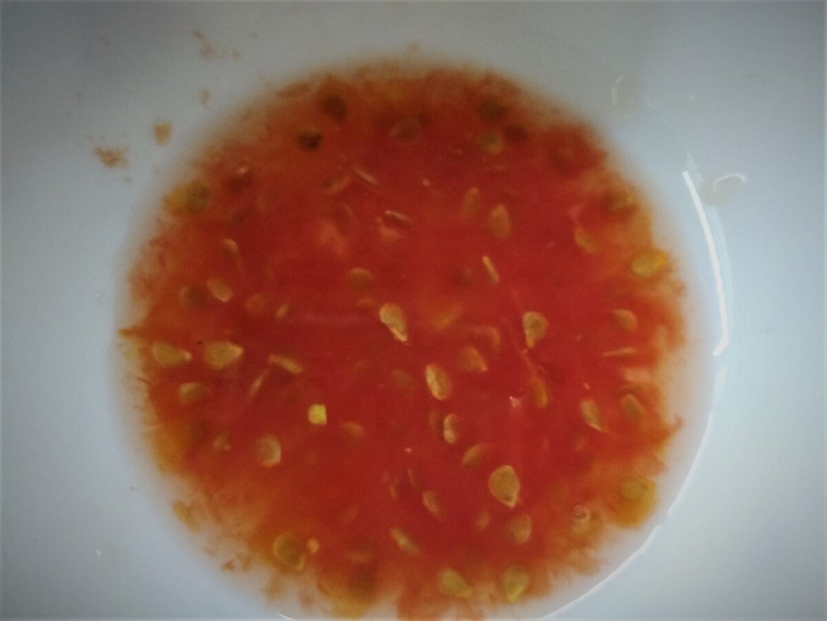 Собираю семена томатов.