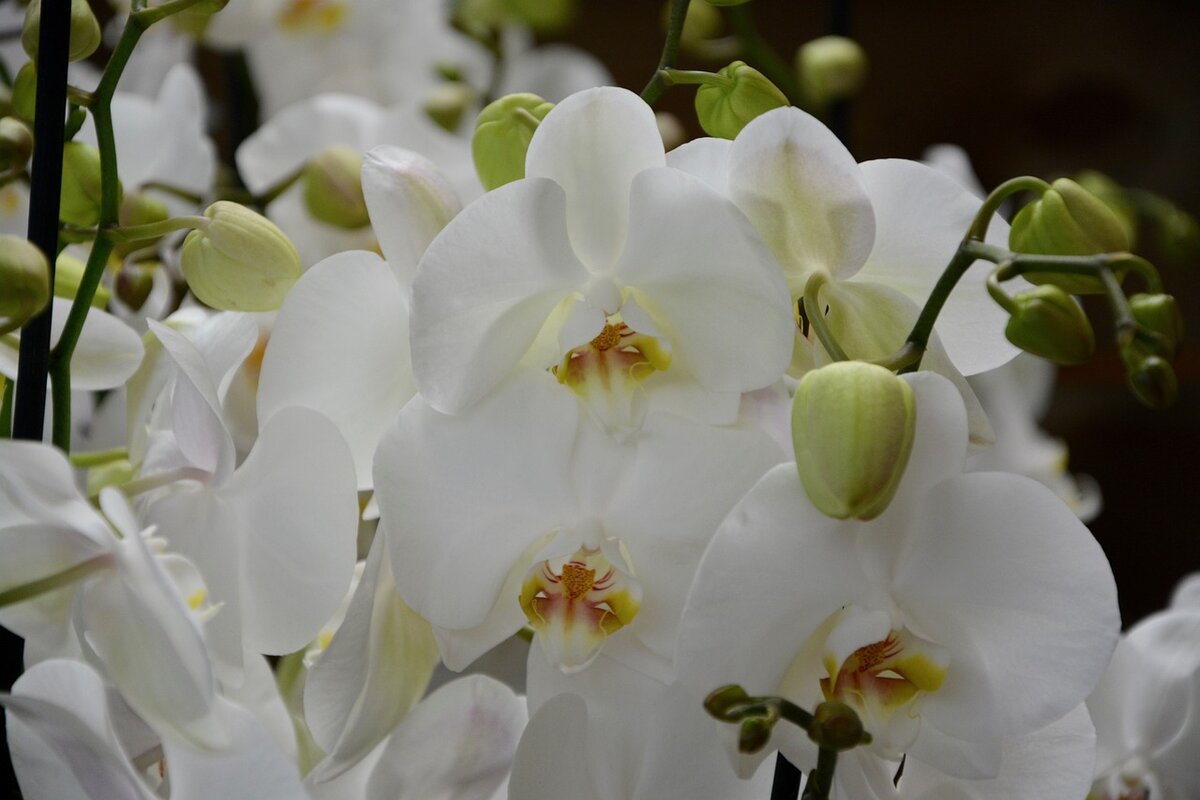Орхидея «белая монахиня».