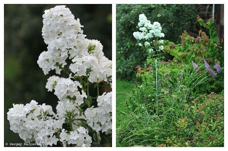 Флокс Лебединое Озеро