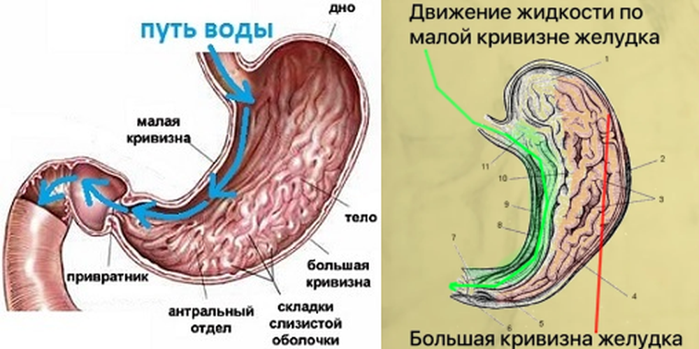 Сколько нужно пить воды для наилучшего похудения и крепкого здоровья