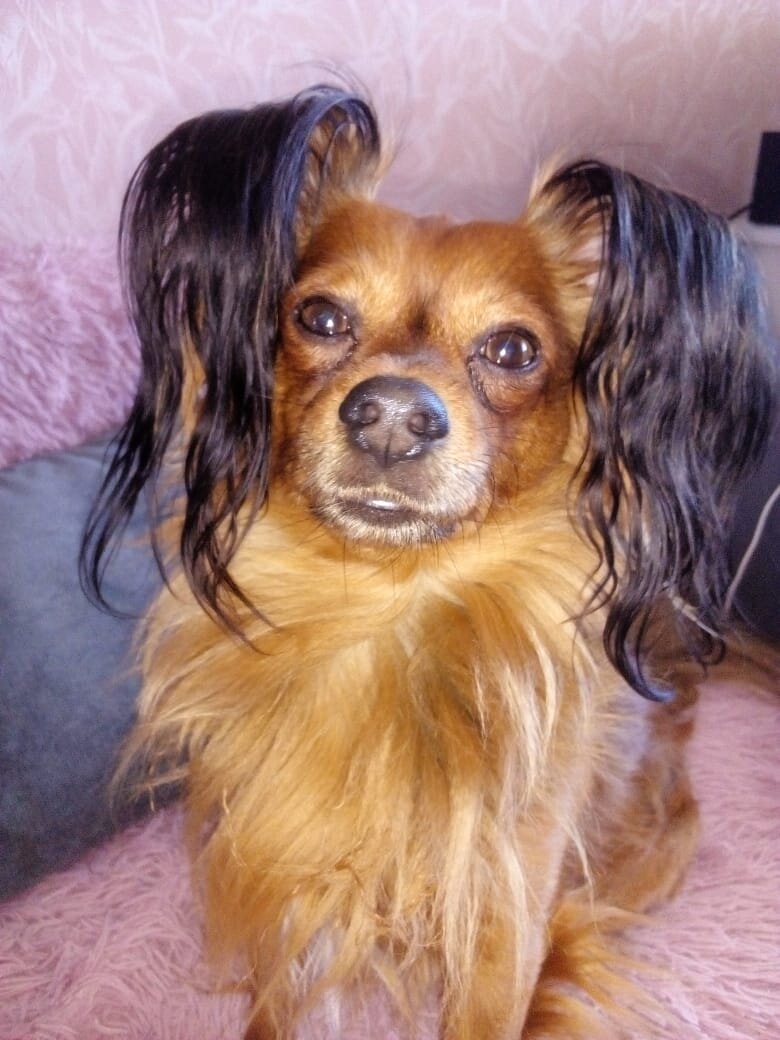 Человек ориентируется в пространстве благодаря зрению и слуху, а собаки – при помощи обоняния. 