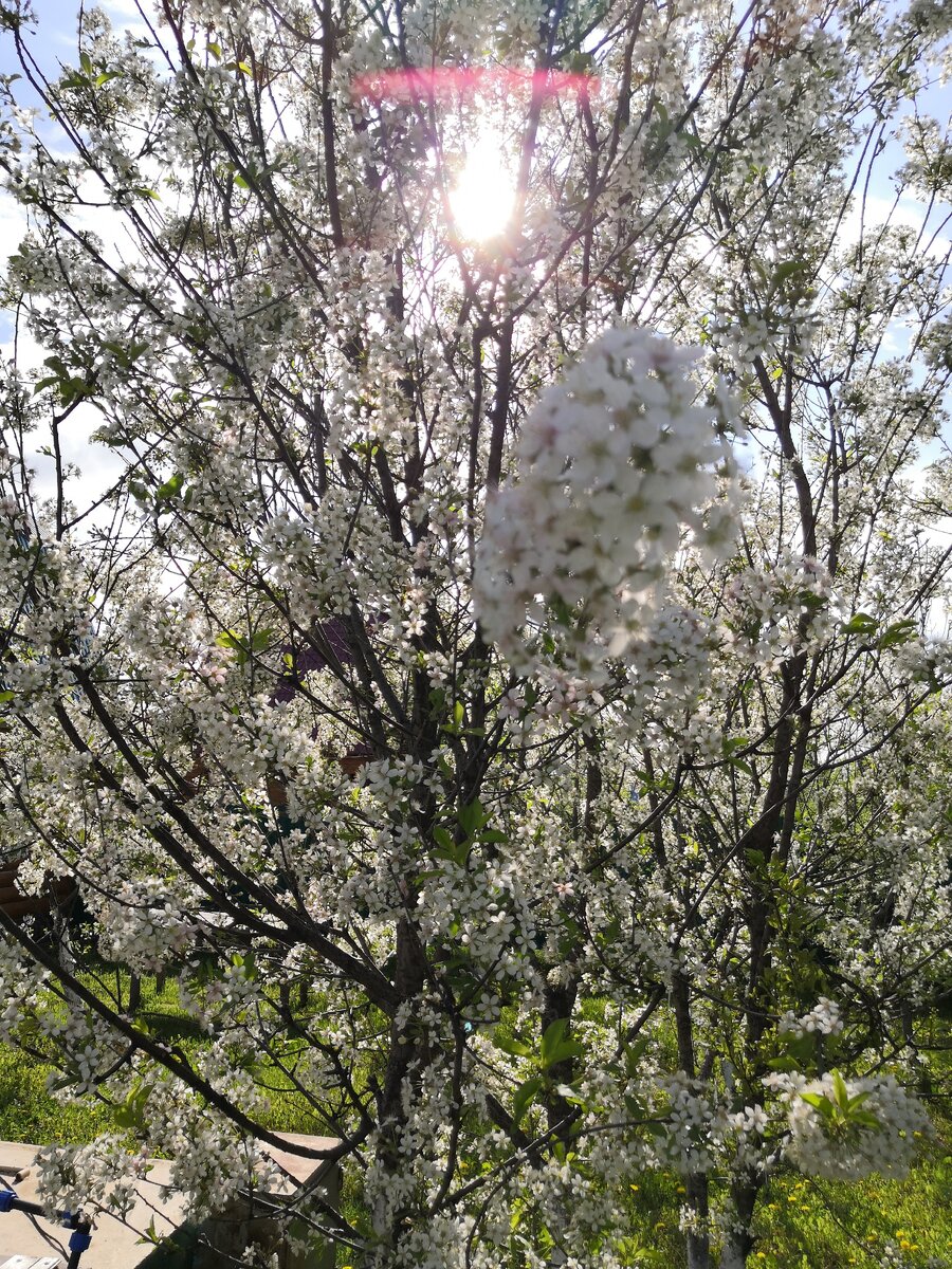 Дача весной! Май, 2020г.