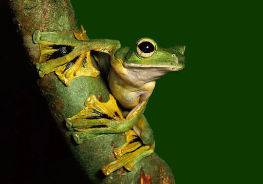 Изображение взято с сайта: kvaba.ru