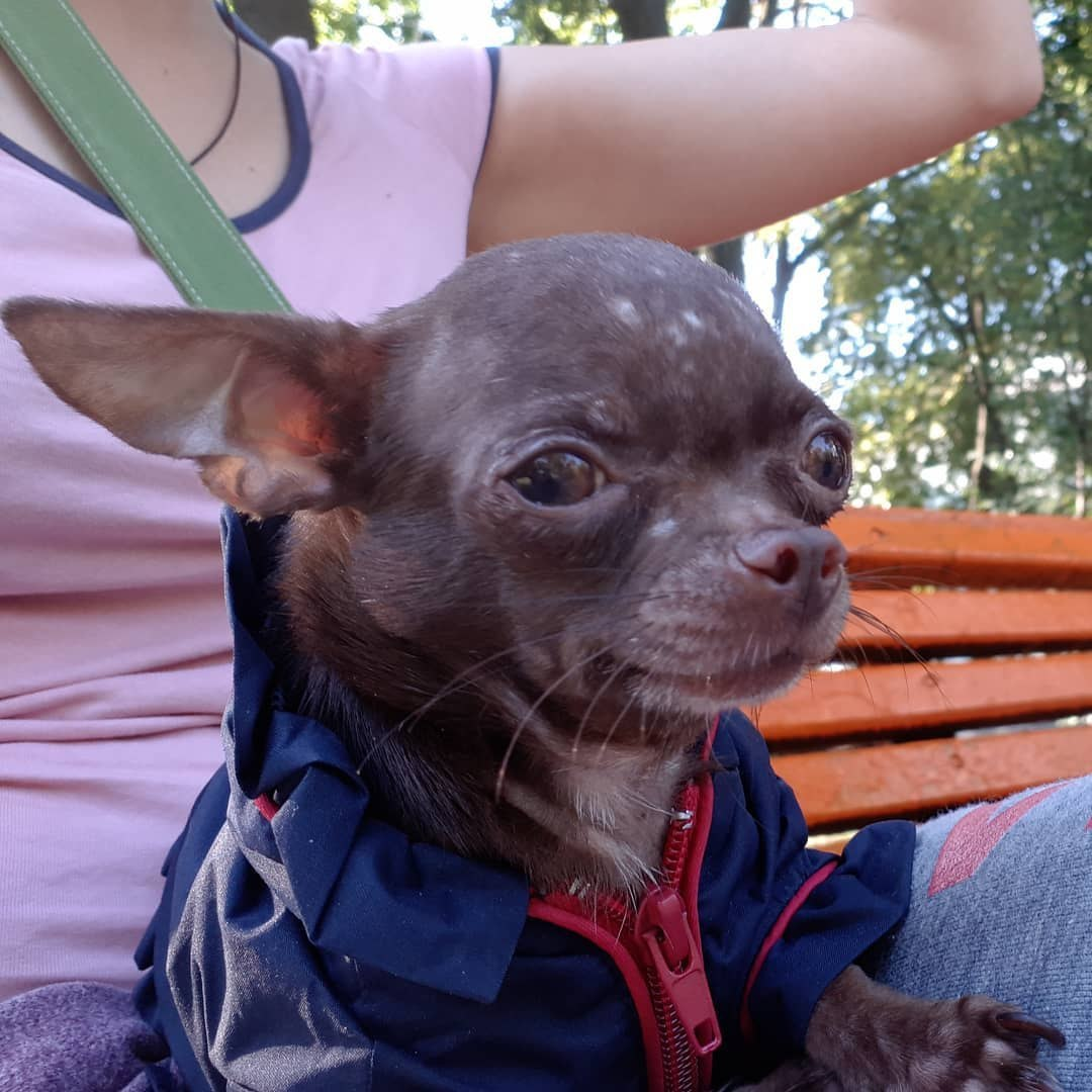 Собака шо. Канал собака. Собака шо. Собака шо. Собака шо.