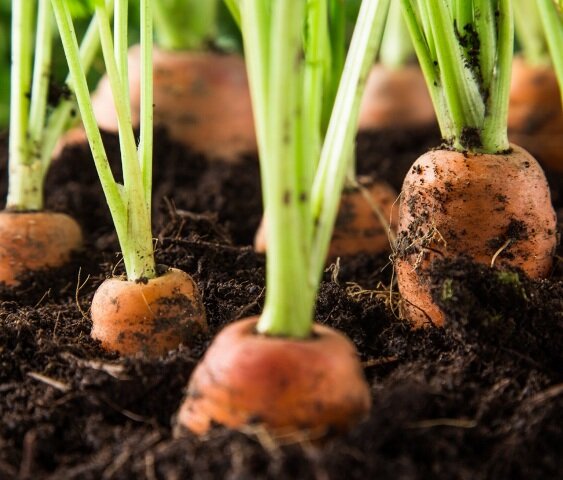 Источник фото Яндекс.Картинки