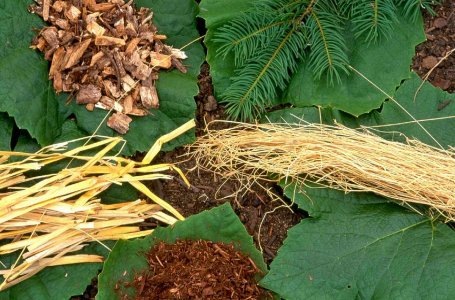 Предлагаем 10 вариантов осенней мульчи, благодаря которой ваши теплолюбивые растения отлично перенесут зимние холода.
Чем можно мульчировать осенью – варианты на любой вкус
