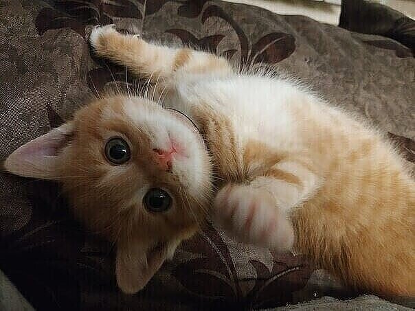 Тут же вошла мама с дочкой. Дочка тоже что-то упорно просила ей купить. -Мама ну купи, ну купи. Женщина наотрез отказалась.  И тут какая-то старушка тянет ее за рукав и говорит еле слышно. - дочка лучше купи.  Тут автобус взорвался смехом. А женщина так и не поняла что смешного в словах старушки. А кто понял?