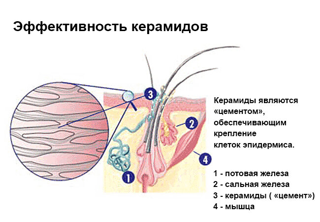 структура кожи, взято с ресурса сайта capsules.shop