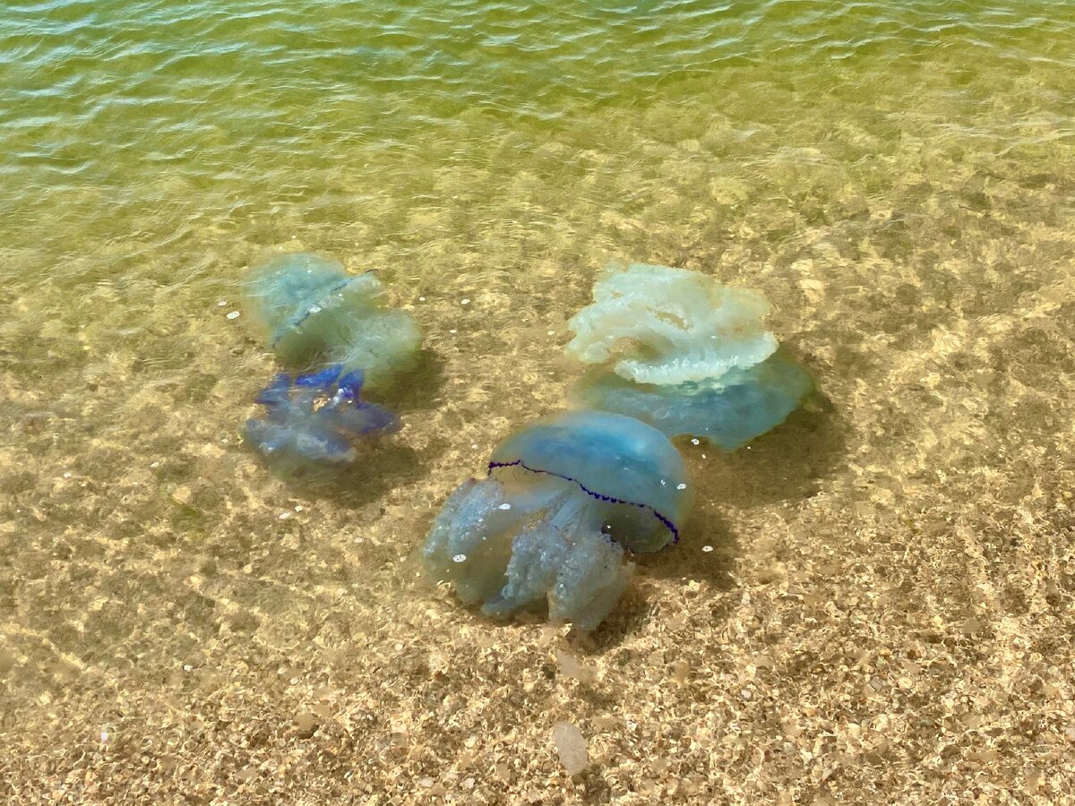 азовское море флора