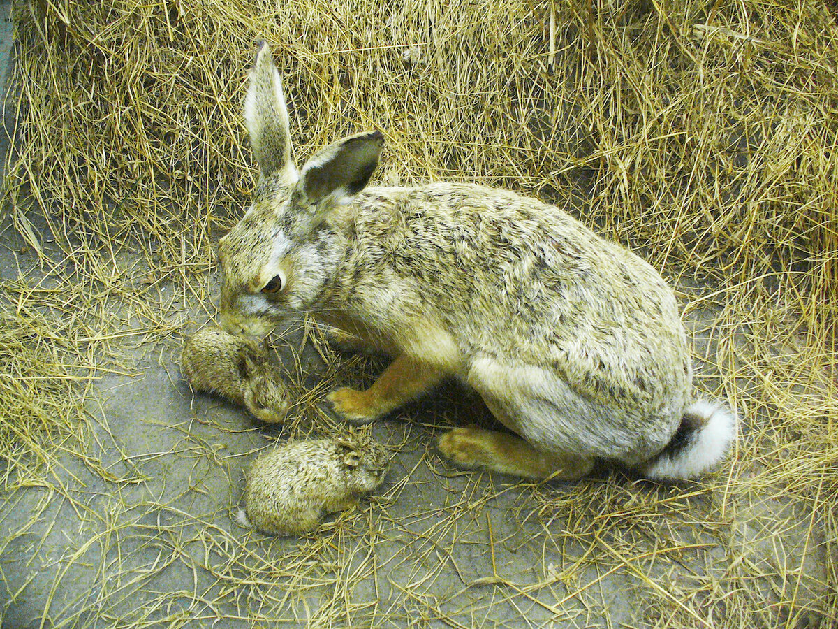 Заяц Русак (Lepus europaeus)